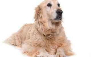Animali: cane  veterinario  cane anziano