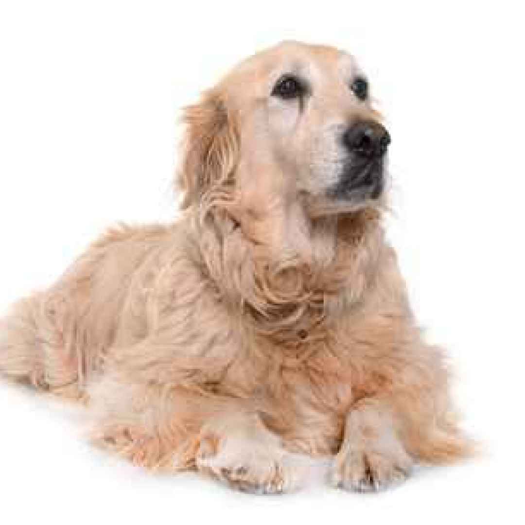 cane  veterinario  cane anziano