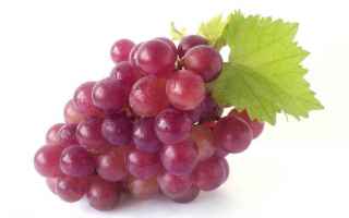 Gastronomia: vino  uva