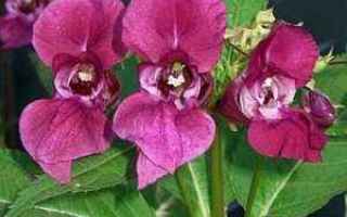 Salute: fiori di bach naturopatia floriterapia