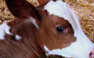 Animali: vitello latte carne vegan animali