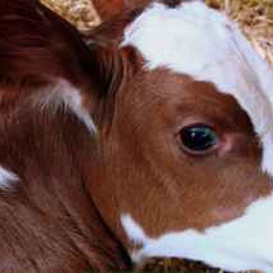 vitello latte carne vegan animali