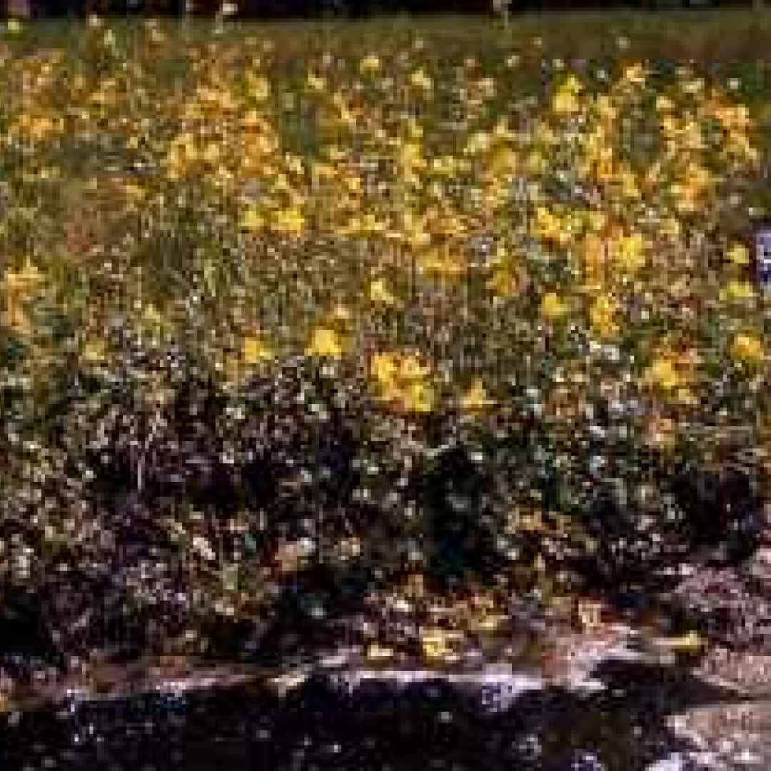 fiori di bach  omeopatia  floriterapia