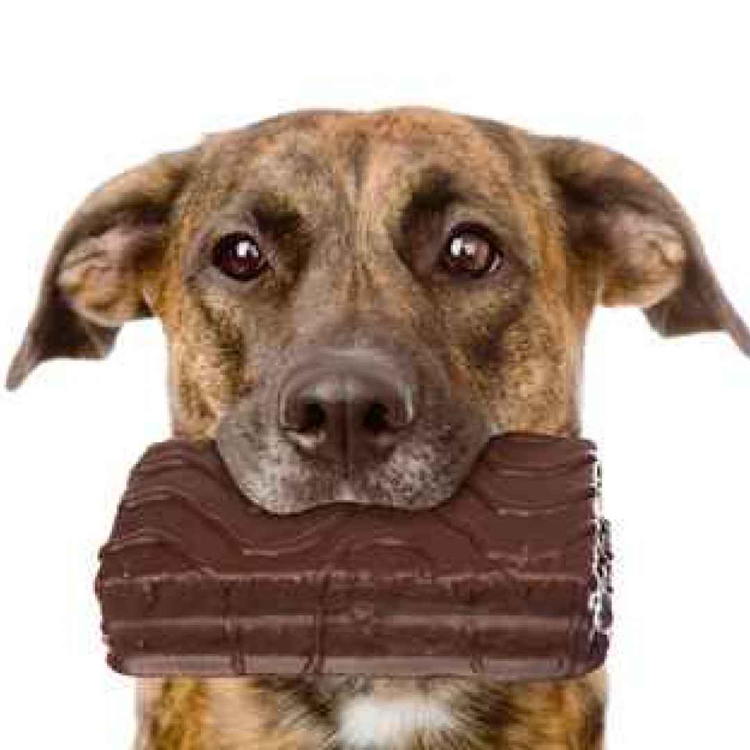 cane  gatto  cioccolato  pasqua