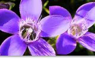 Salute: omeopatia  fiori di bach  gentian