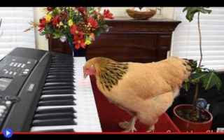 Video divertenti: uccelli  musica  divertente  opera
