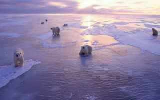 Ambiente: ecologia  mar glaciale artico