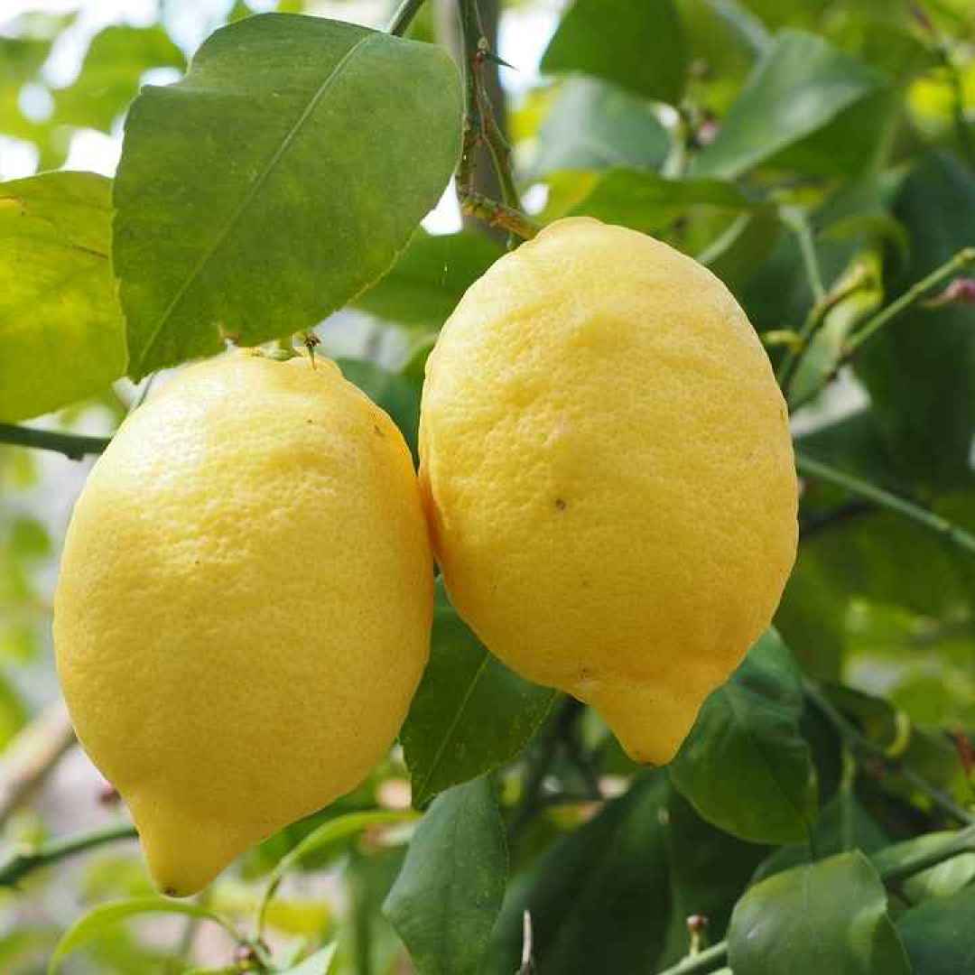 limone  proprietà del limone