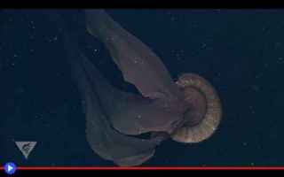 Animali: animali  meduse  oceano  mare  creature