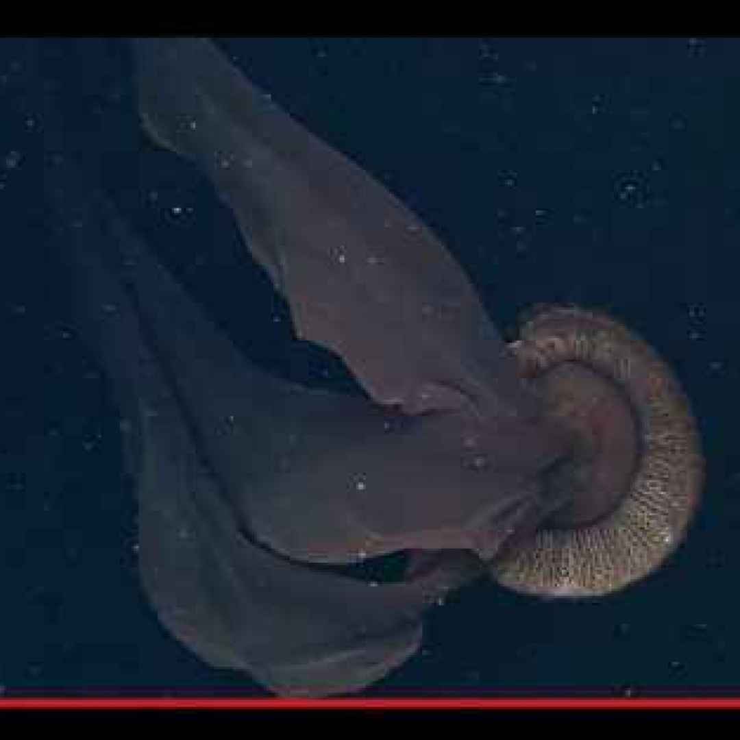 animali  meduse  oceano  mare  creature