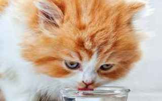 Animali: gatto  alimenti gatti  cibo
