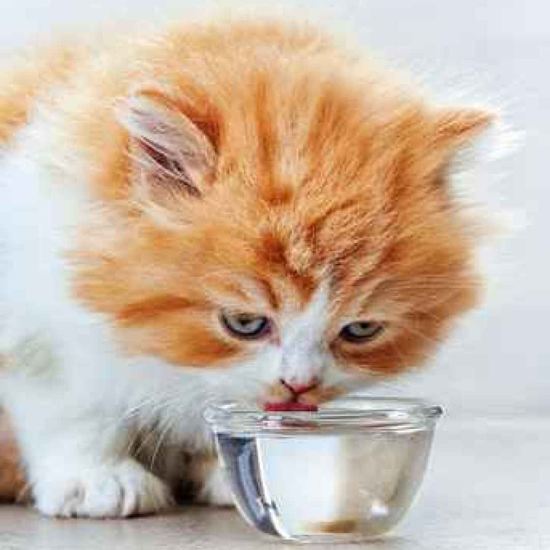 gatto  alimenti gatti  cibo