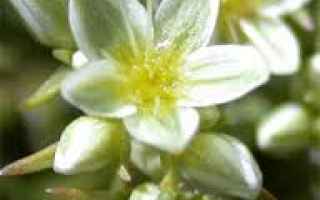 Salute: fiori di bach  scleranthus  omeopatia  floriterapia  floricultura