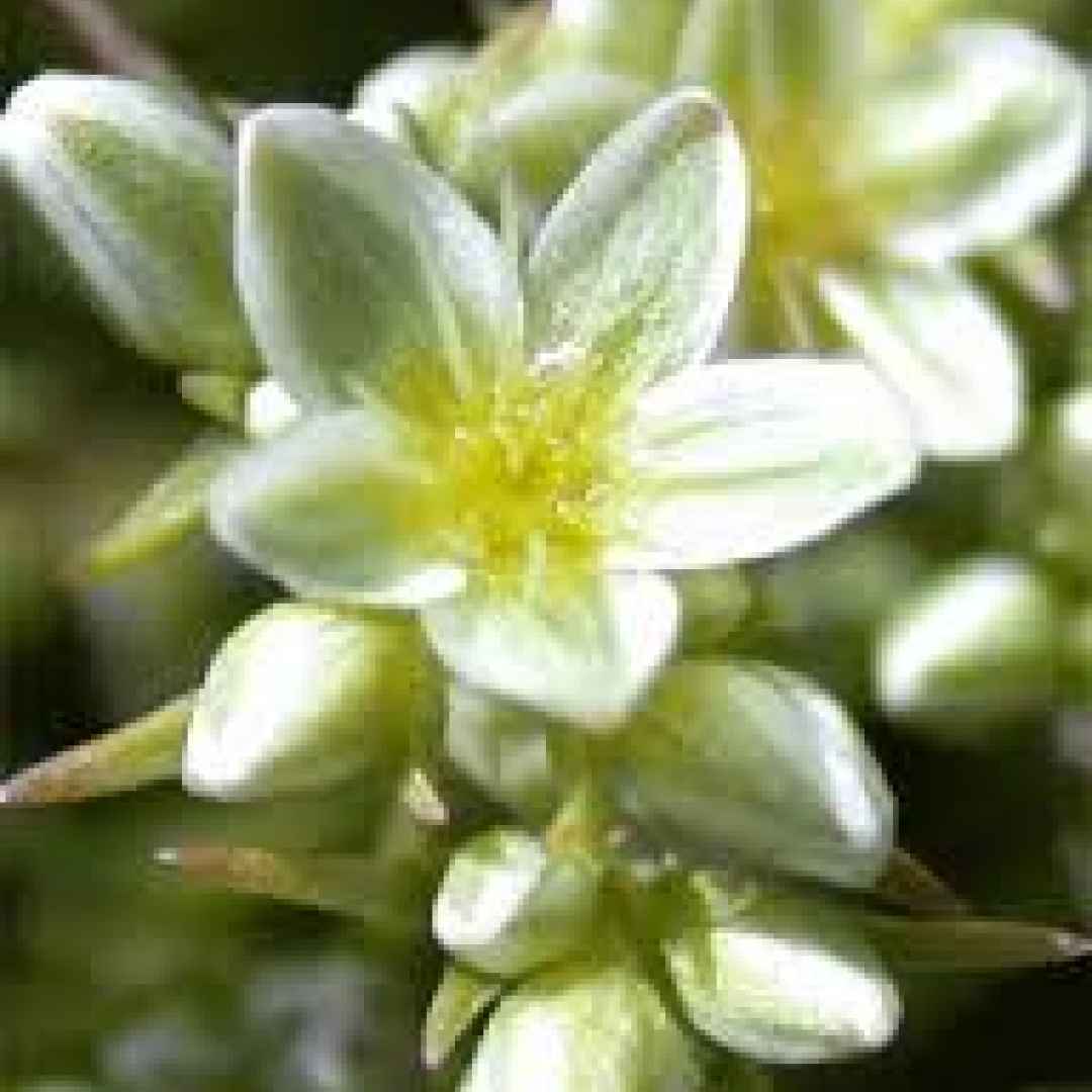 fiori di bach  scleranthus  omeopatia  floriterapia  floricultura