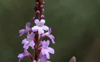 Salute: fiori di bach omeopatia floriterapia