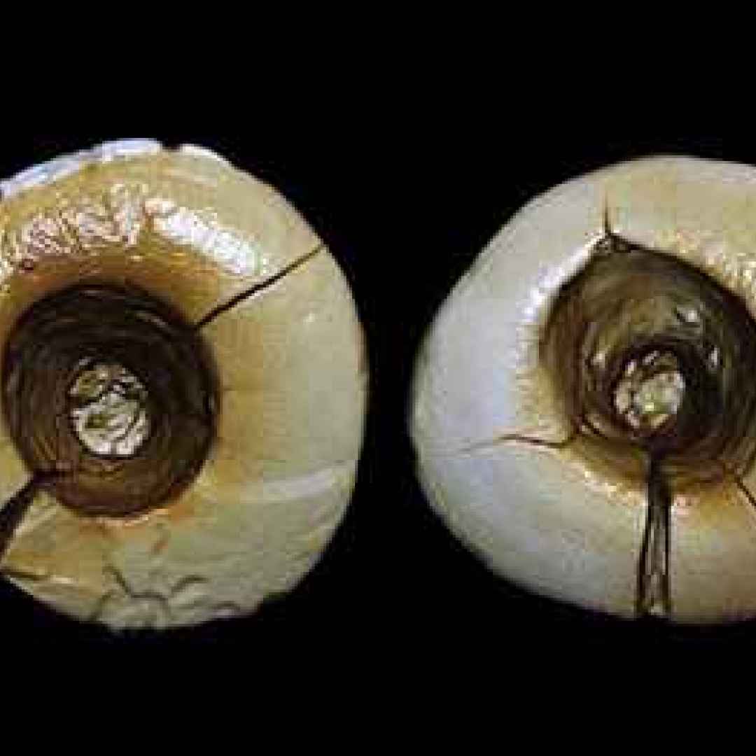 preistoria garfagnana denti otturazione