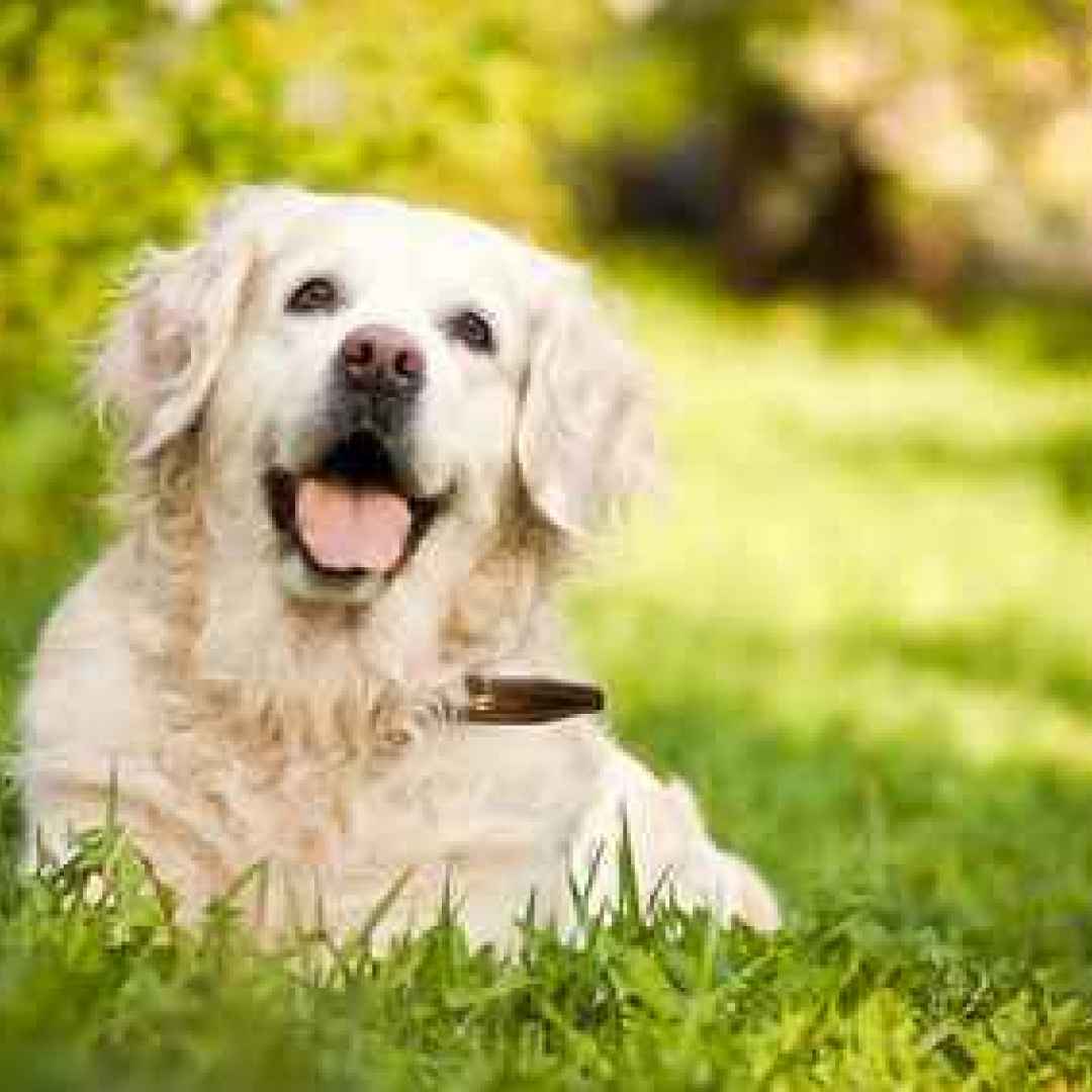 cane  alimenti cani  veterinario