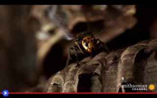 Animali: animali  insetti  vespe  giappone
