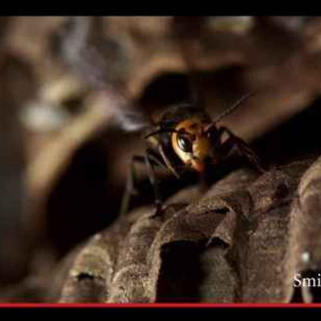 animali  insetti  vespe  giappone