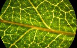 La cellula vegetale presenta alcune particolarità che consentono di distinguerla da quella animale;