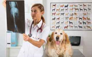 Animali: cane  displasia anca  veterinario