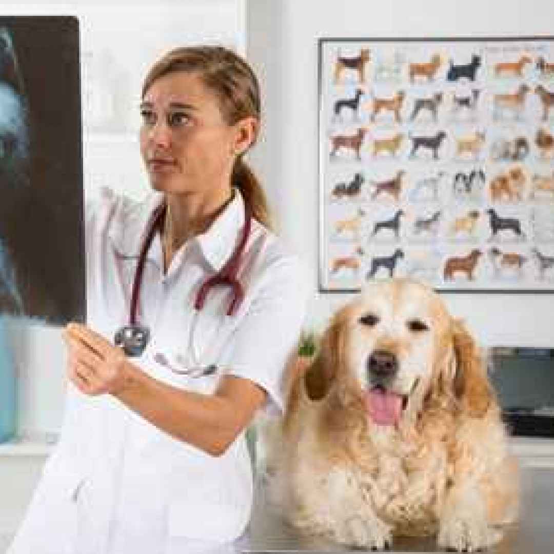 cane  displasia anca  veterinario