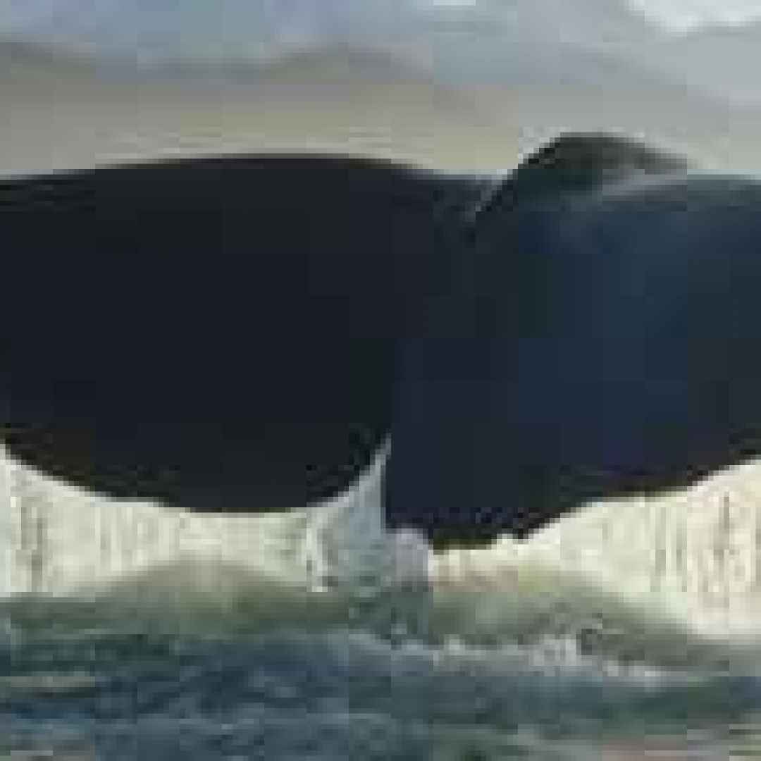 balene  misticeti  gigantismo