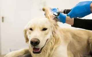 Animali: otite cane  pulizia orecchie cane
