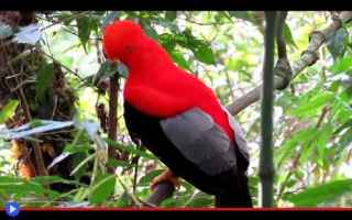 Animali: animali  uccelli  sudamerica  perù
