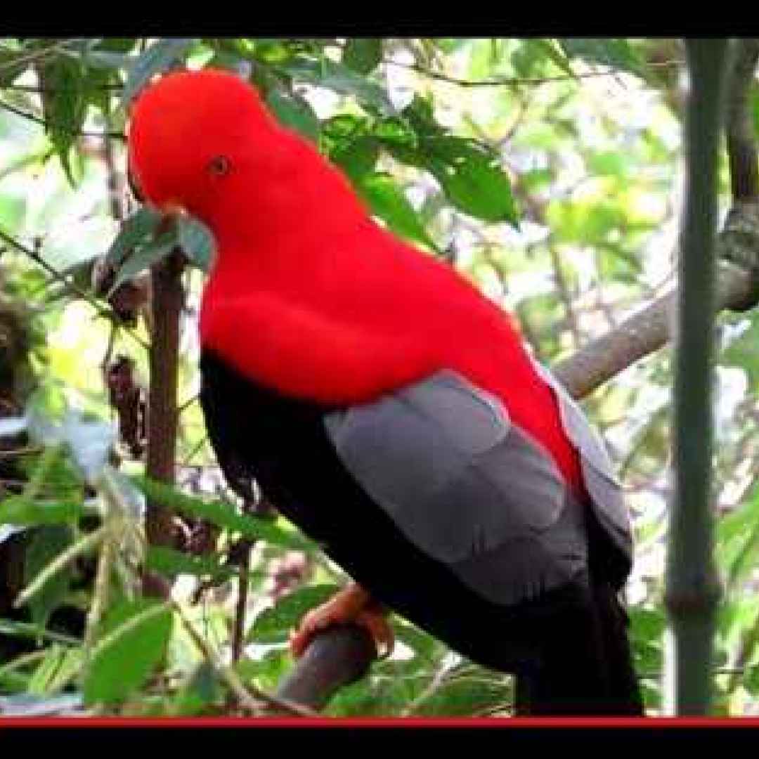 animali  uccelli  sudamerica  perù