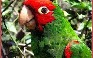 Cultura: pappagallo ermetico  romanesco  trilussa