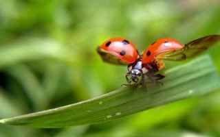 Gli Insetti o Entomi (nome scientifico Insecta), sono una classe di animali appartenenti al grande p