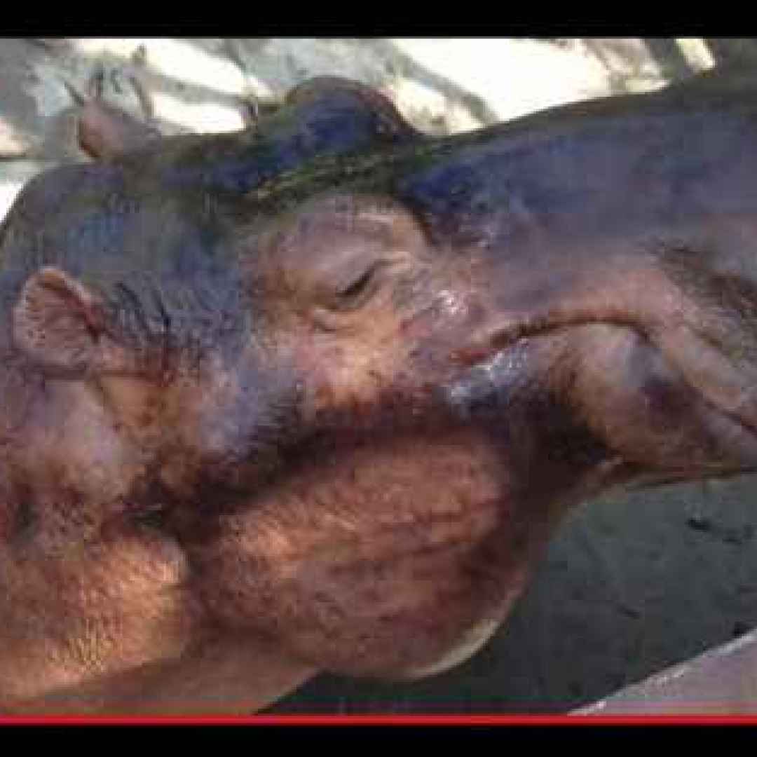 animali  ippopotami  colombia  storia
