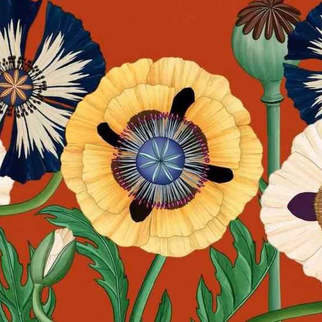 illustrazione  video  fiori  giappone