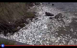 Ambiente: pesci  ambiente  disastri  mare  oceano
