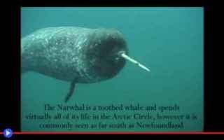 Animali: animali  mammiferi marini  artico  mare