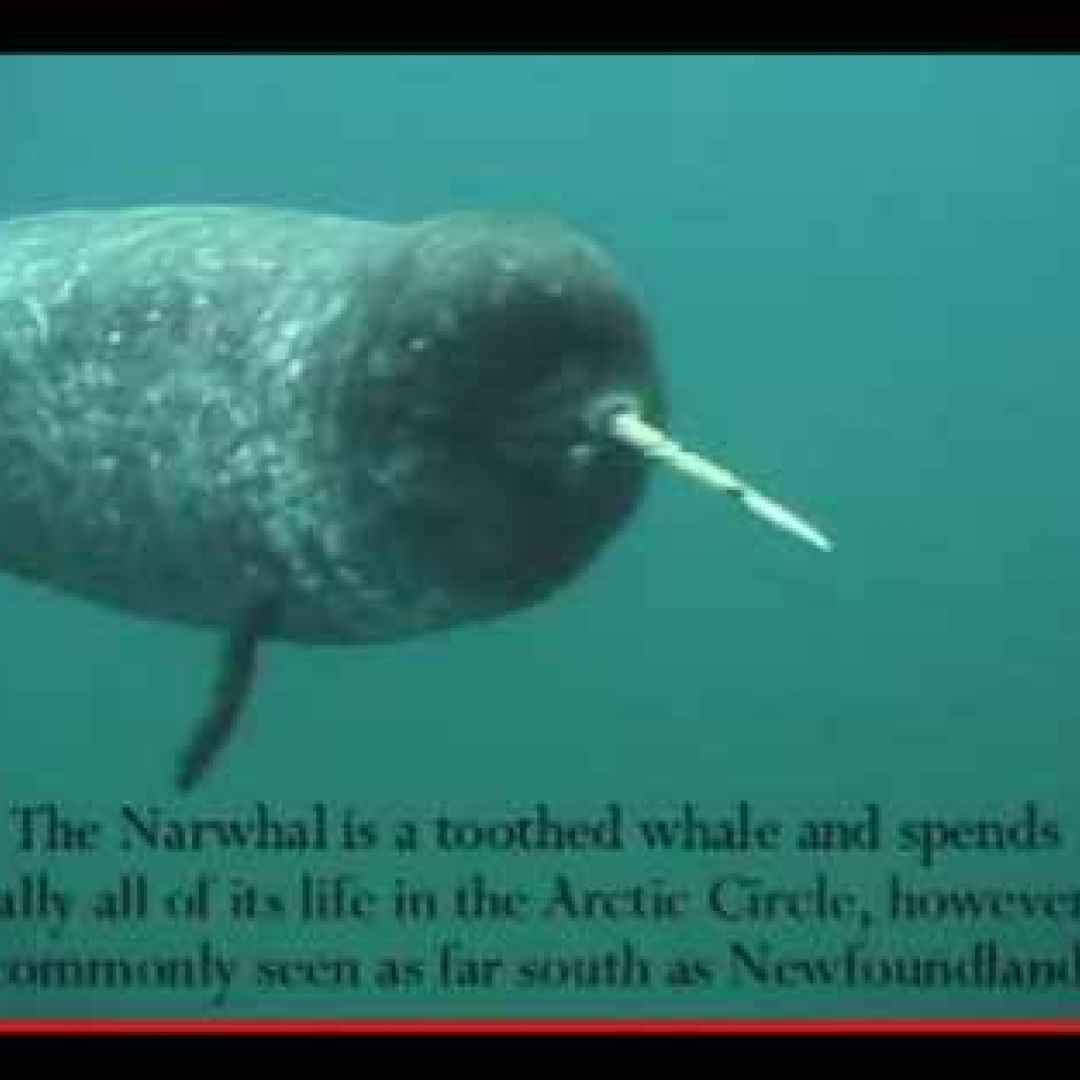 animali  mammiferi marini  artico  mare