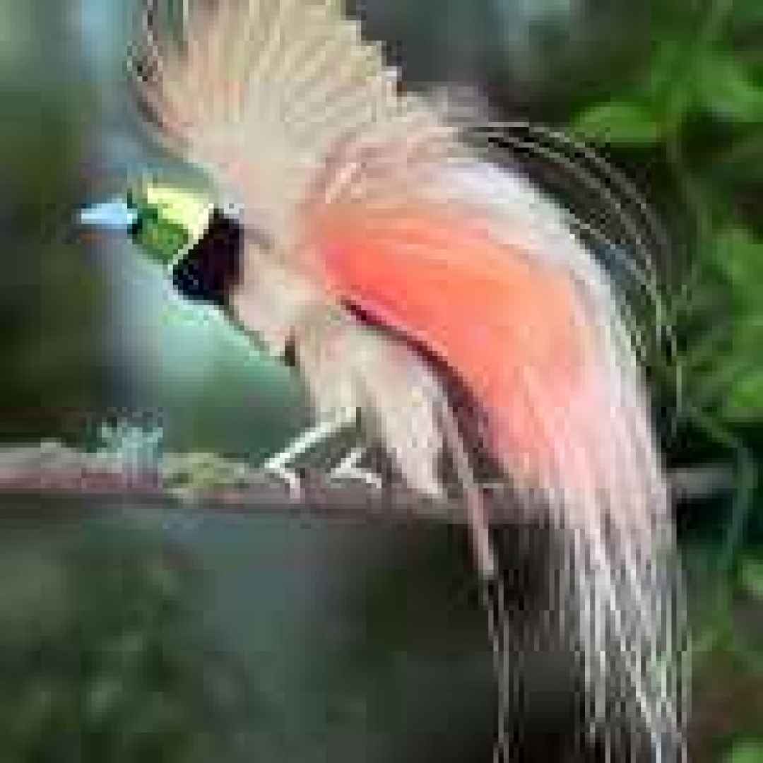 specie di uccelli  isole  madagascar