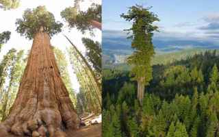 albero  pianta  sequoia  grande