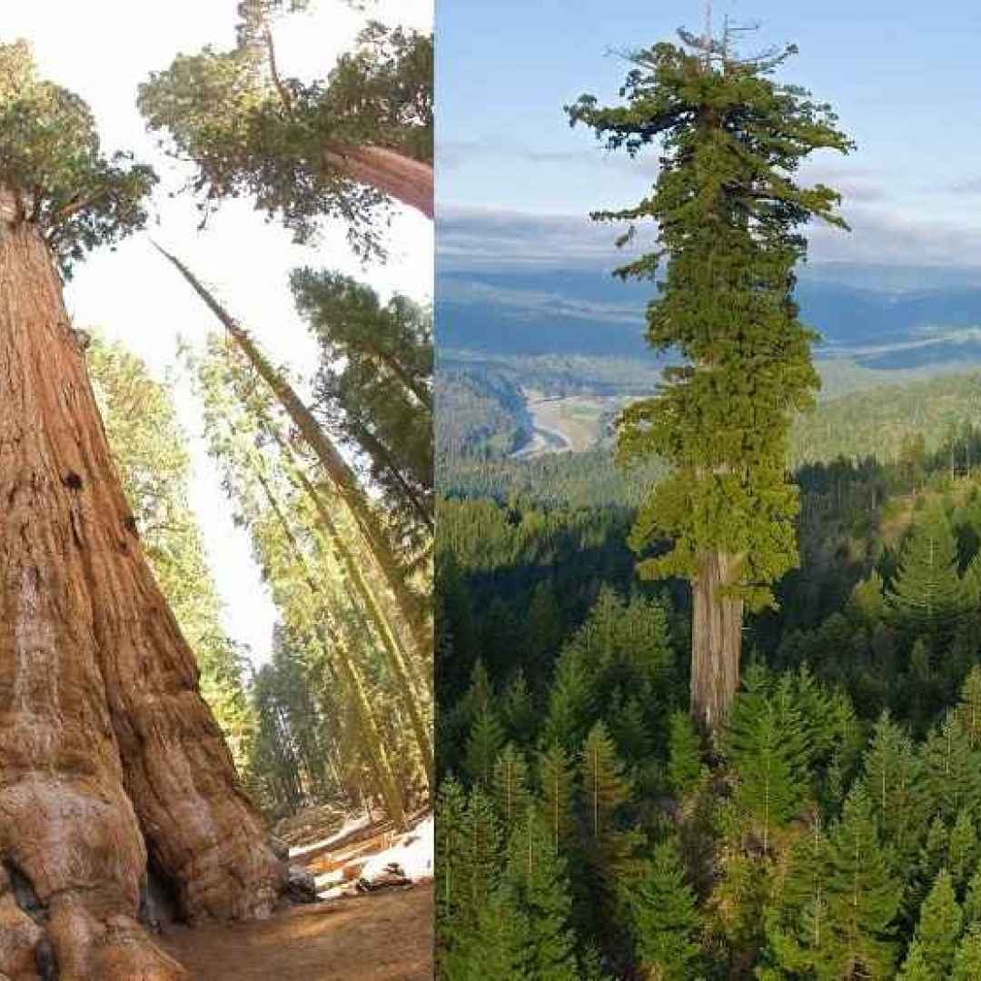 albero  pianta  sequoia  grande