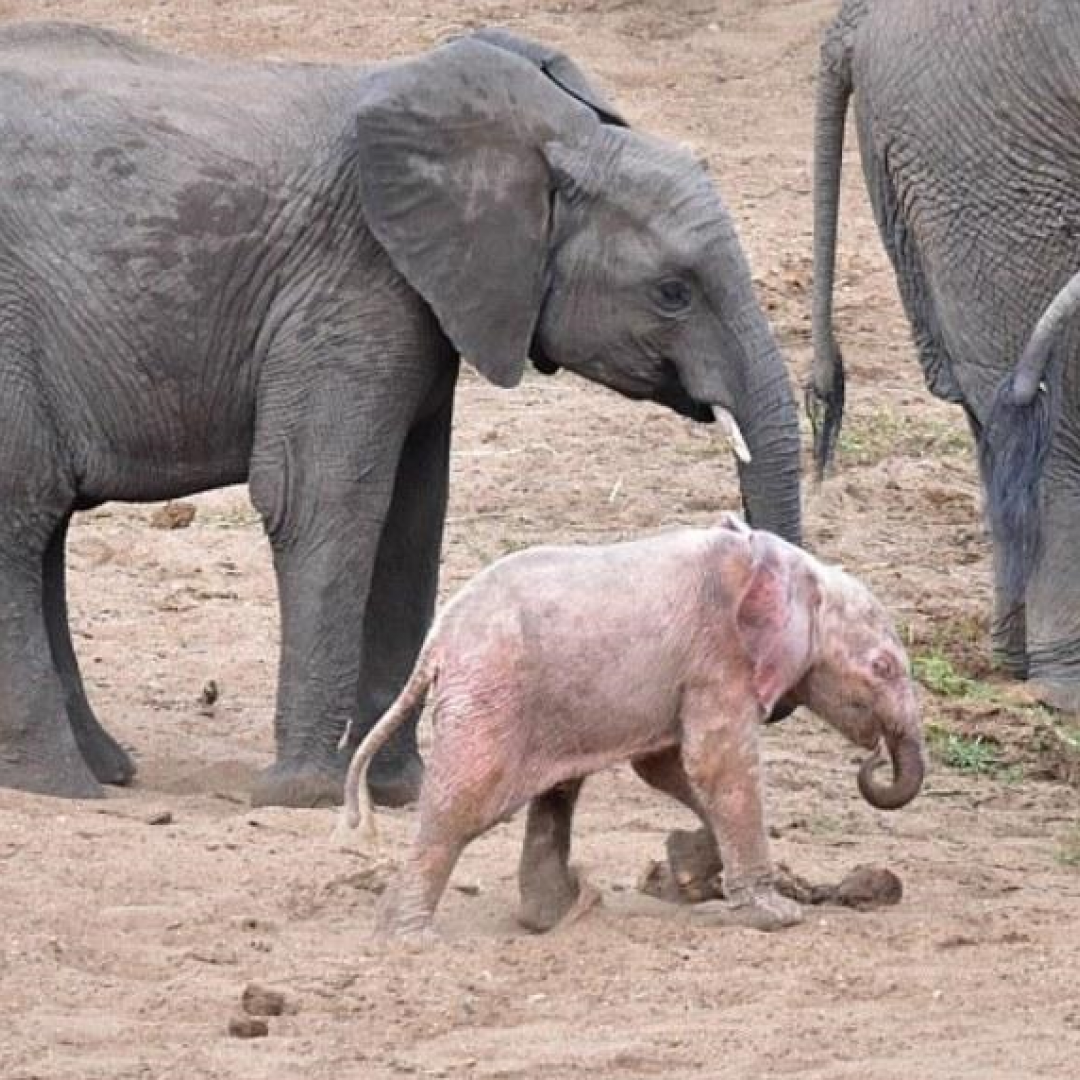 elefante  rosa  colore