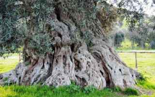 albero  adonis  longevo  antico