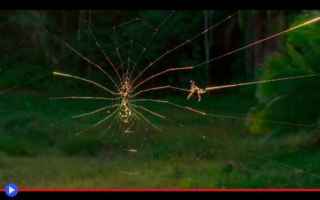 Animali: ragni  aracnidi  ragnatele  madagascar
