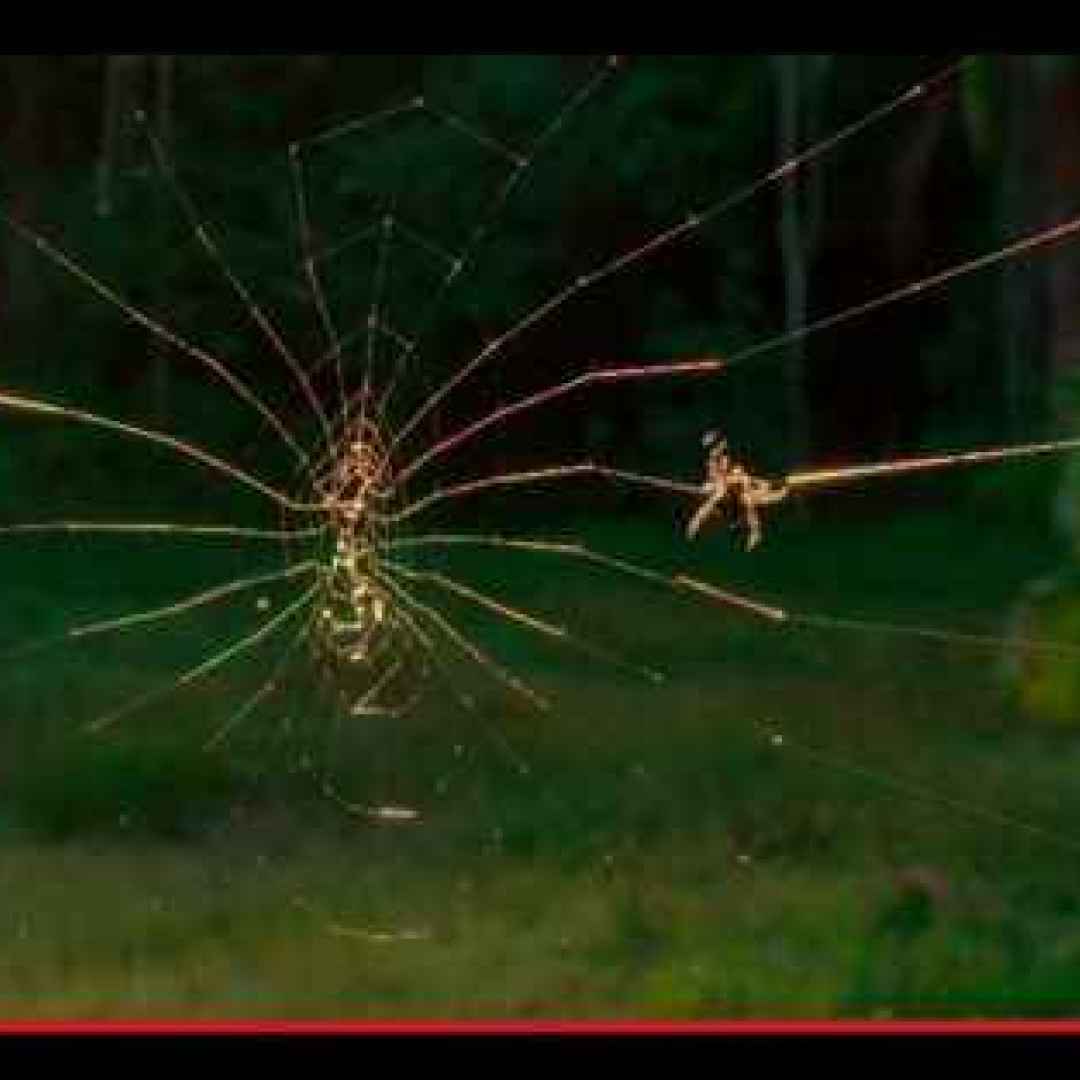 ragni  aracnidi  ragnatele  madagascar