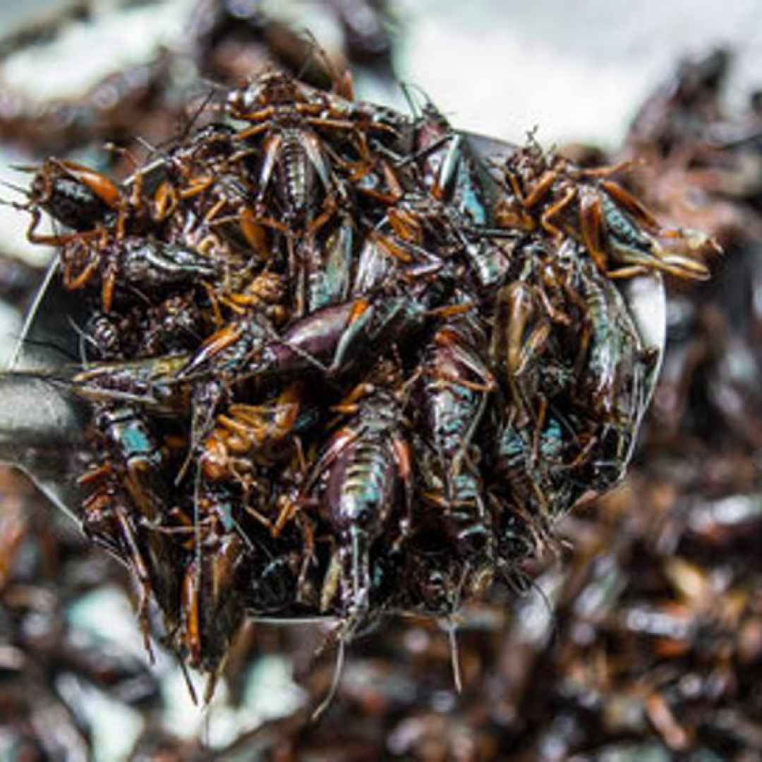 insetti cibo futuro