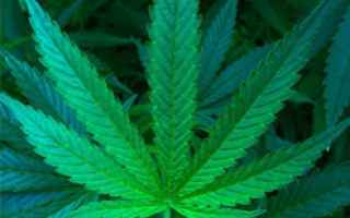 Leggi e Diritti: cannabis  marijuana  droga