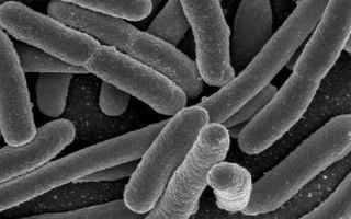 Una nuova scoperta nello studio del microbiota, l’insieme di microorganismi (alcuni miliardi, in p