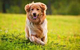 Animali: cani  cane  salute  dermatite