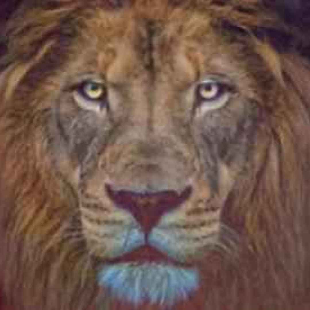 Лев с синими глазами