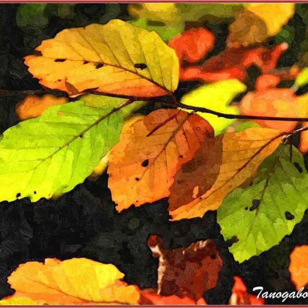 pincopallo  autunno  estate  foglie